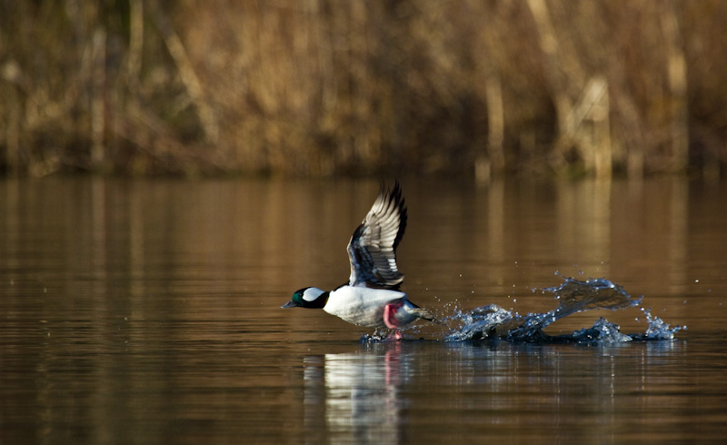 Bufflehead Taking Flight